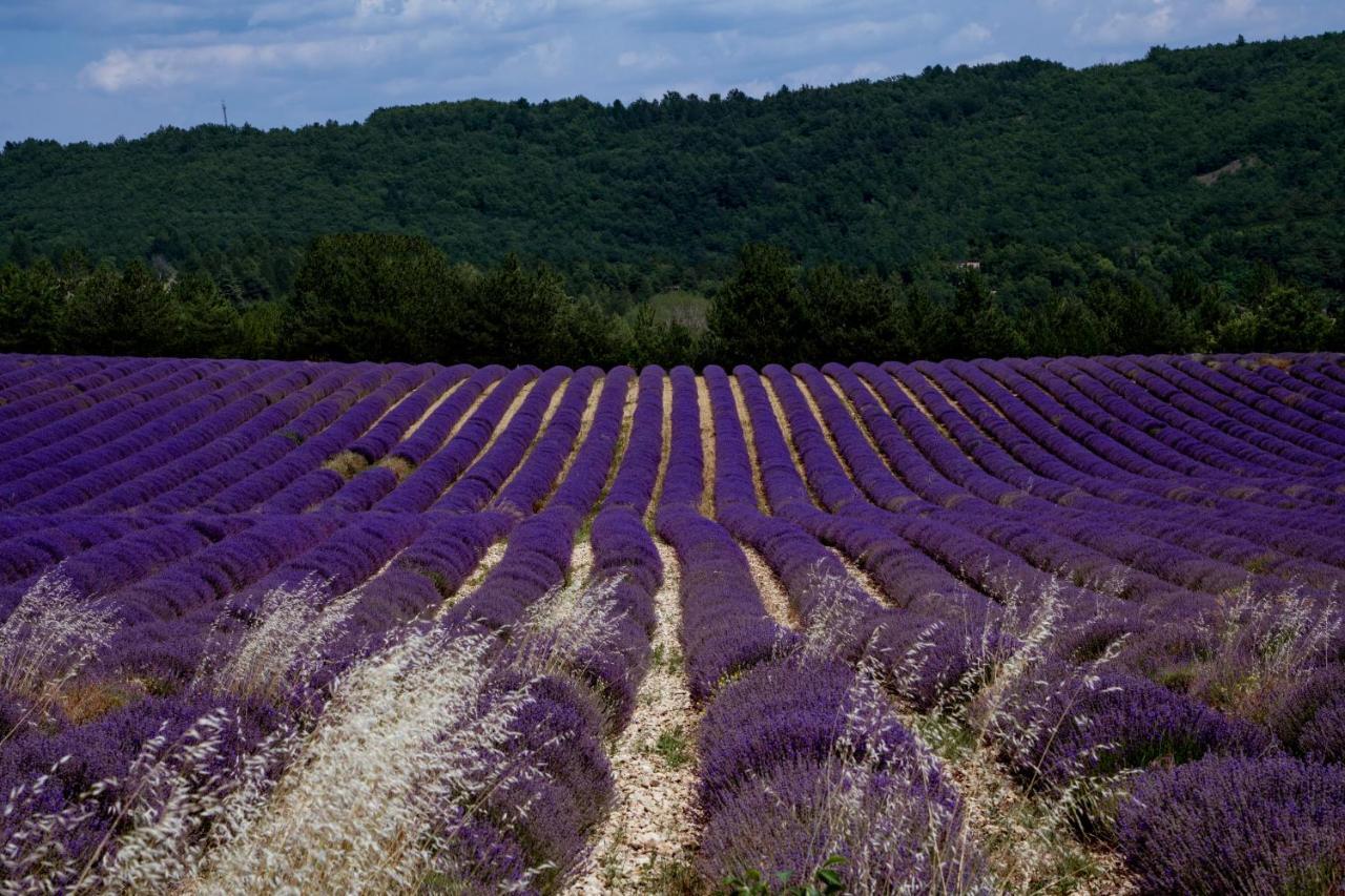 Gite La Bastide De La Loge Au Pied Du Mont Ventoux Sault-de-Vaucluse Εξωτερικό φωτογραφία